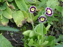 fleur_variee_20211127_1993815393